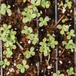 Illustration of neural plasticity